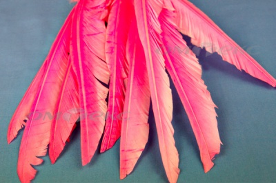 Декоративный Пучок из перьев, перо 25см/розовый - купить в Пятигорске. Цена: 14.40 руб.