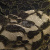 Кружевное полотно XD LACE 1-4, 80 гр/м2, шир.150см, цвет чёрный - купить в Пятигорске. Цена 248.45 руб.